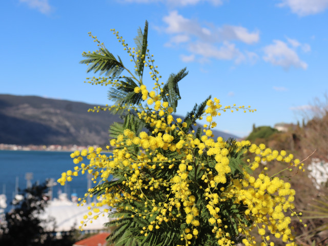 Trebinje-Herceg Novi-Kotor-Ostrog